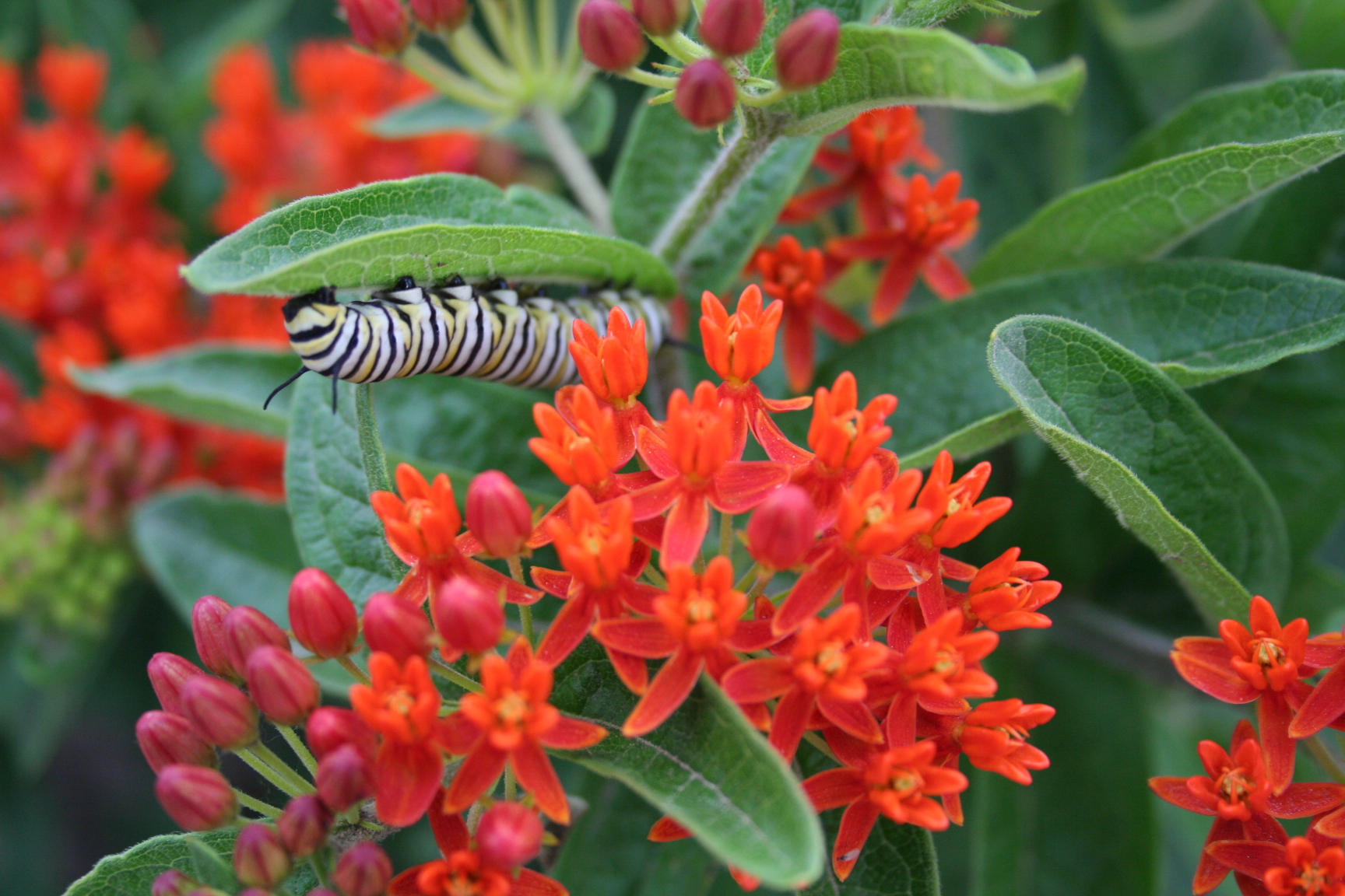 native-diverse-plant-populations-help-attract-pollinators-ianr-news